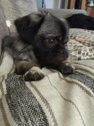 Lost Male Dog last seen Carver Park, Los Angeles, CA 90059