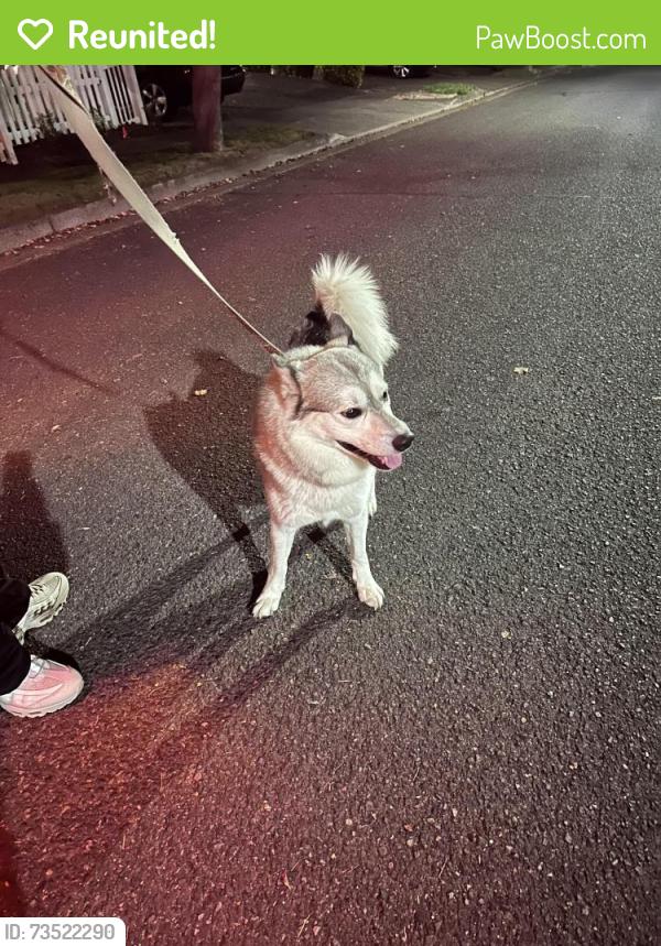 Reunited Male Dog last seen Sexton Mt Elementary, Beaverton, OR 97007
