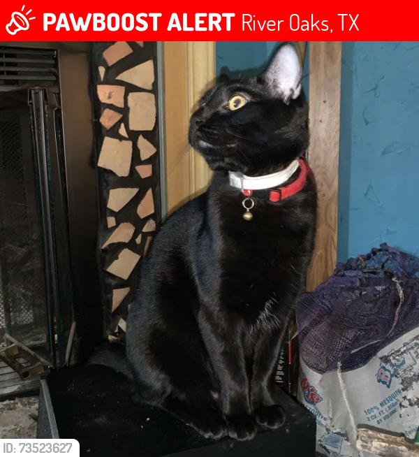 Lost Male Cat last seen Castleberry elementary school, River Oaks, TX 76114