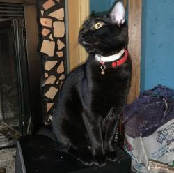 Lost Male Cat last seen Castleberry elementary school, River Oaks, TX 76114