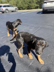 Found/Stray Unknown Dog last seen Corbitts Car Collison Center, College Park, GA 30349