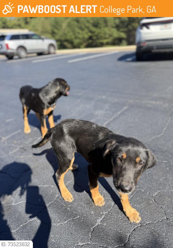 Found/Stray Unknown Dog last seen Corbitts Car Collison Center, College Park, GA 30349