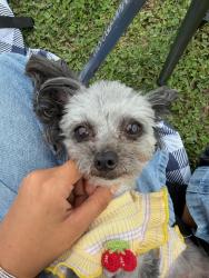 Lost Female Dog last seen N rose ave and e palmer street, Compton, CA 90221