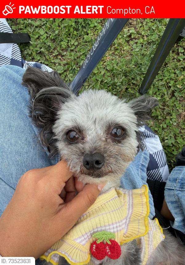Lost Female Dog last seen N rose ave and e palmer street, Compton, CA 90221
