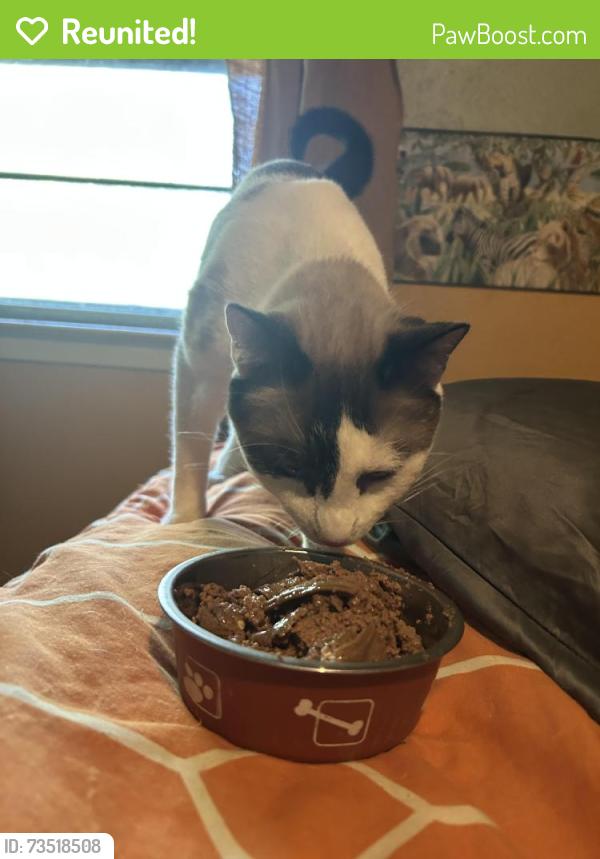 Reunited Male Cat last seen Pope Elementary School, Arlington, TX 76012
