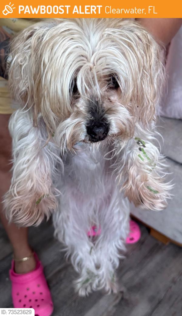 Found/Stray Female Dog last seen S evergreen and bellevue, Clearwater, FL 33756