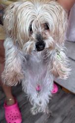 Found/Stray Female Dog last seen S evergreen and bellevue, Clearwater, FL 33756