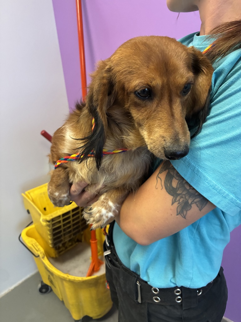 Shelter Stray Male Dog last seen Near S State Street, MURRAY CITY, UT, 84107, 511 W 3900 S, Salt Lake City, UT 84123, USA