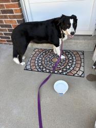 Reunited Female Dog last seen Sedan and Franru, St. Louis, MO 63125
