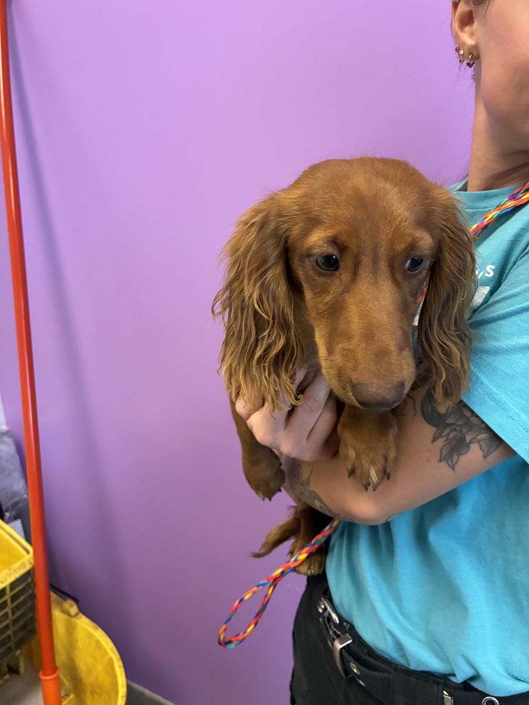 Shelter Stray Male Dog last seen Near S State Street, MURRAY CITY, UT, 84107, 511 W 3900 S, Salt Lake City, UT 84123, USA