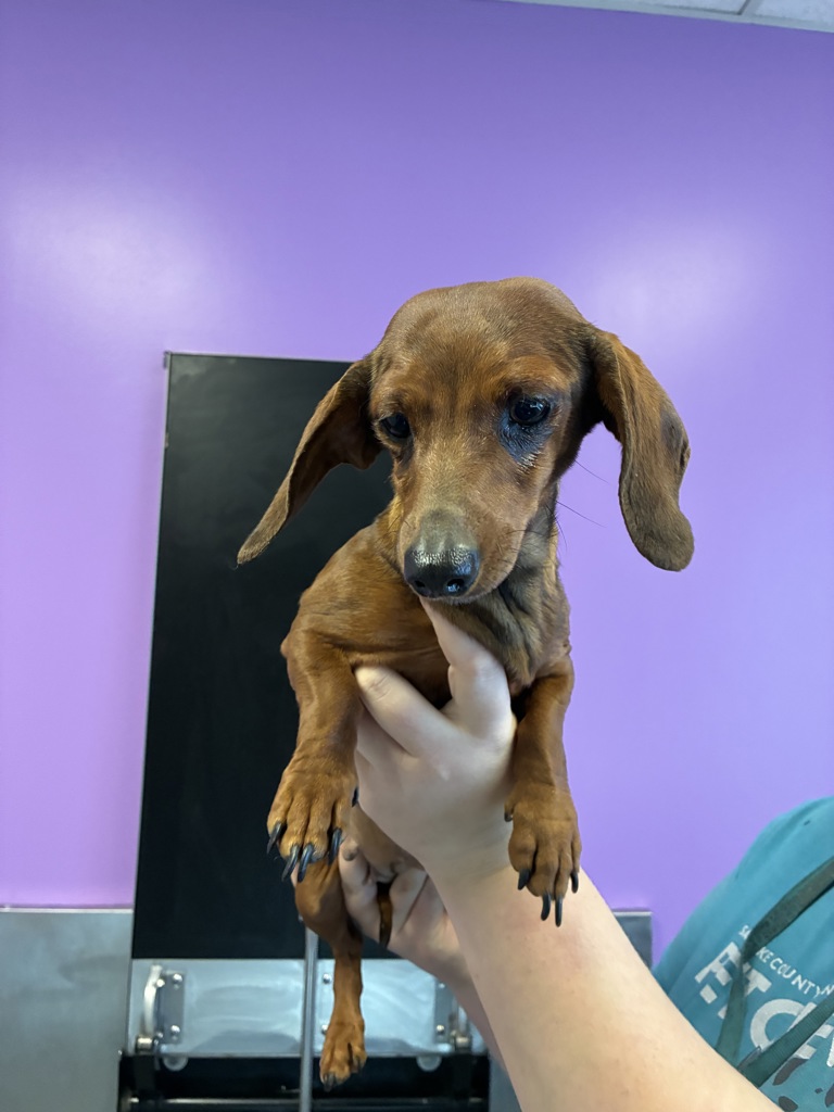Shelter Stray Female Dog last seen Near S State Street, MURRAY CITY, UT, 84107, 511 W 3900 S, Salt Lake City, UT 84123, USA