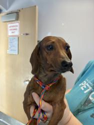 Shelter Stray Female Dog last seen Near S State Street, MURRAY CITY, UT, 84107, 511 W 3900 S, Salt Lake City, UT 84123, USA