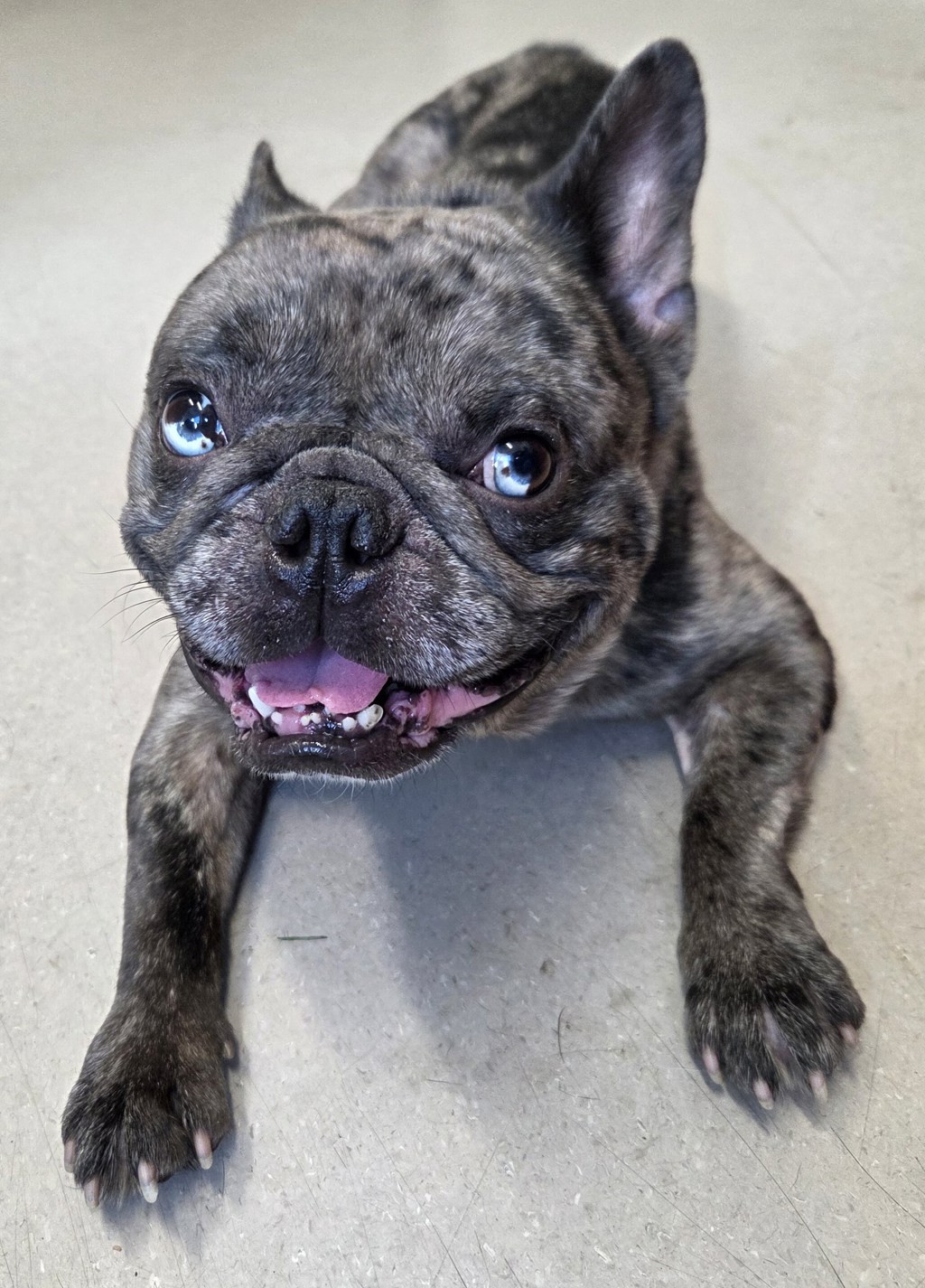 Shelter Stray Male Dog last seen Near Tampa Avenue, El Cajon, CA, 92020, El Cajon, CA 92020, USA
