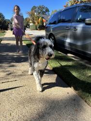 Reunited Female Dog last seen Lanneau Drive, Greenville, SC 29605