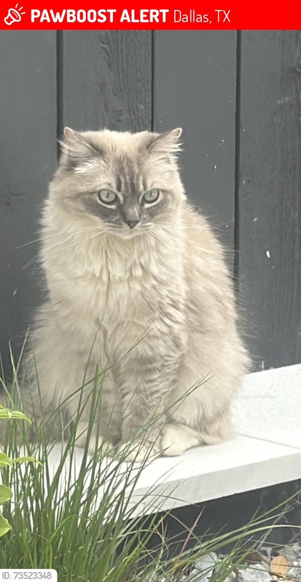 Lost Female Cat last seen Prospect road, Dallas, TX 75206