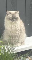 Lost Female Cat last seen Prospect road, Dallas, TX 75206
