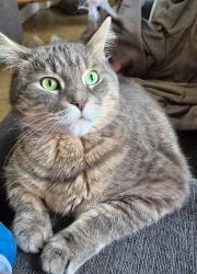 Reunited Male Cat last seen Stevenson and Gibb, Oshawa, ON L1J 5R2