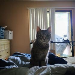 Lost Female Cat last seen Cedar bluff, Knoxville, TN 37923