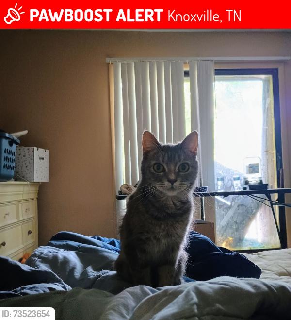 Lost Female Cat last seen Cedar bluff, Knoxville, TN 37923