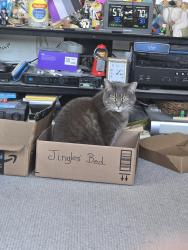 Reunited Female Cat last seen Riverneck Rd and Carlisle St., Chelmsford, MA 01824