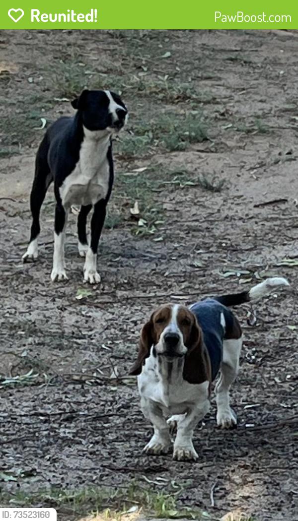 Reunited Unknown Dog last seen Four Seasons Blvd and World Cup, Hemet, CA 92545