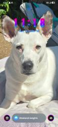 Reunited Female Dog last seen Shelby Farms and Whitten, Cordova, TN 38018