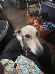 Reunited Female Dog last seen Allen Genoa and Richey St., Pasadena, TX 77502