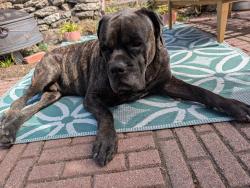 Reunited Male Dog last seen Alvarado park gazebo, Richmond, CA 94805