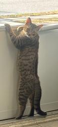 Lost Male Cat last seen Idlewild and W.T Harris, Charlotte, NC 28212