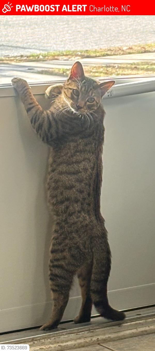 Lost Male Cat last seen Idlewild and W.T Harris, Charlotte, NC 28212