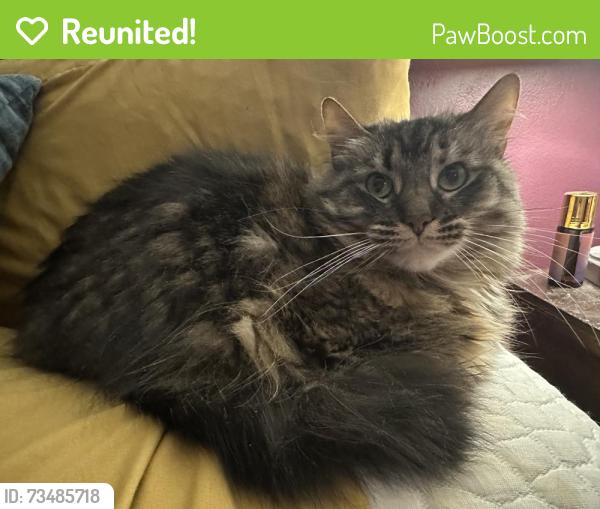 Reunited Female Cat last seen Sunny slope and Sherwood, New Berlin, WI 53151