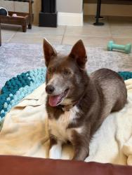 Reunited Female Dog last seen Shady River and Misty Creek, Missouri City, TX 77459