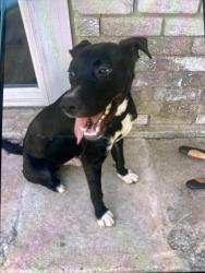 Lost Male Dog last seen T&C Sports , park, Round Rock, TX 78664
