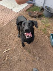 Reunited Female Dog last seen Alvarado park gazebo, Richmond, CA 94805