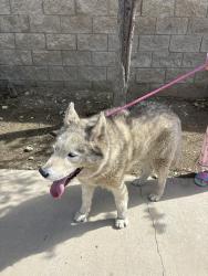 Found/Stray Unknown Dog last seen athena dr, Fontana, CA 92336