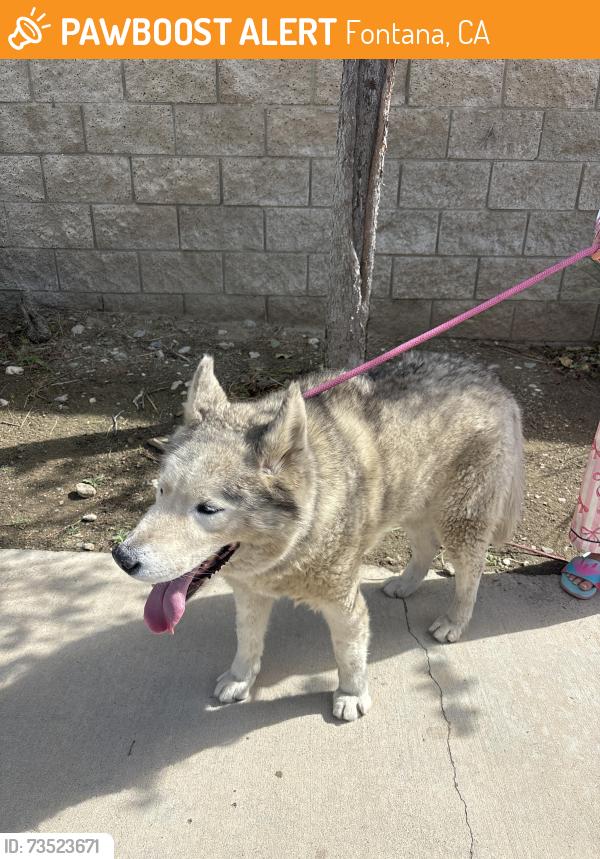 Found/Stray Unknown Dog last seen athena dr, Fontana, CA 92336