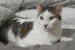 Reunited Male Cat last seen Trace Court, Atascocita, TX 77396
