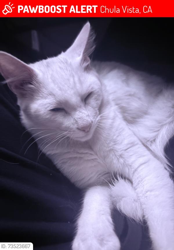 Lost Male Cat last seen Near G St. 91910., Chula Vista, CA 91912