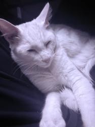 Lost Male Cat last seen Near G St. 91910., Chula Vista, CA 91912