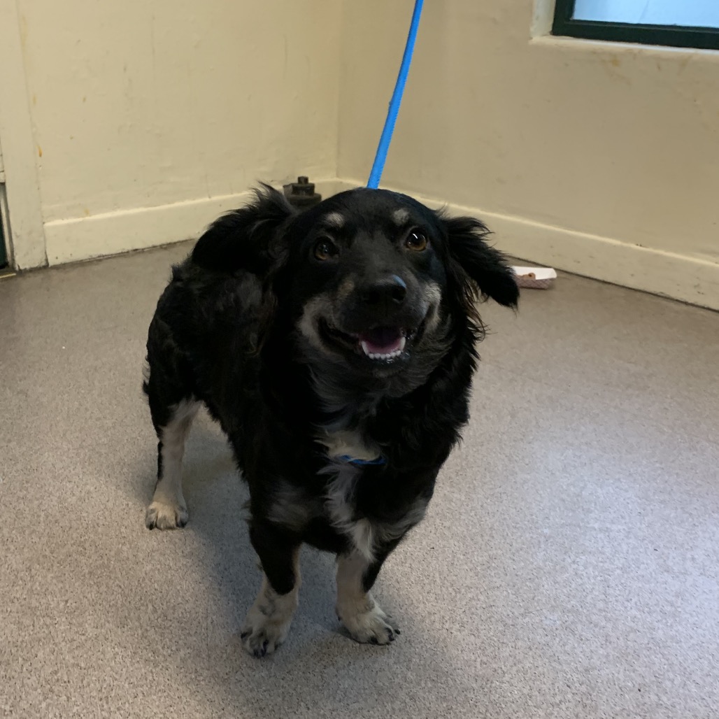 Shelter Stray Female Dog last seen , 361 S Raymond Ave, Pasadena, CA 91105, USA
