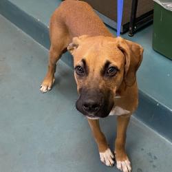 Shelter Stray Male Dog last seen , 2350 Appling City Cove, Memphis, TN 38133, USA