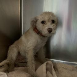 Shelter Stray Female Dog last seen , 361 S Raymond Ave, Pasadena, CA 91105, USA