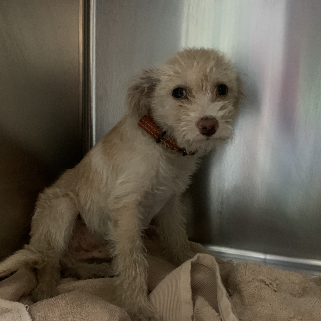 Shelter Stray Female Dog last seen , 361 S Raymond Ave, Pasadena, CA 91105, USA