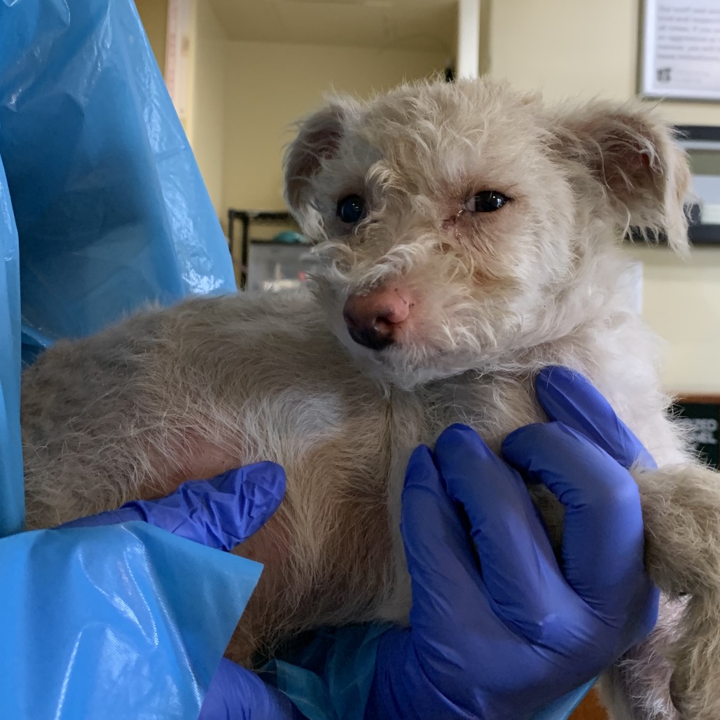 Shelter Stray Male Dog last seen , 361 S Raymond Ave, Pasadena, CA 91105, USA