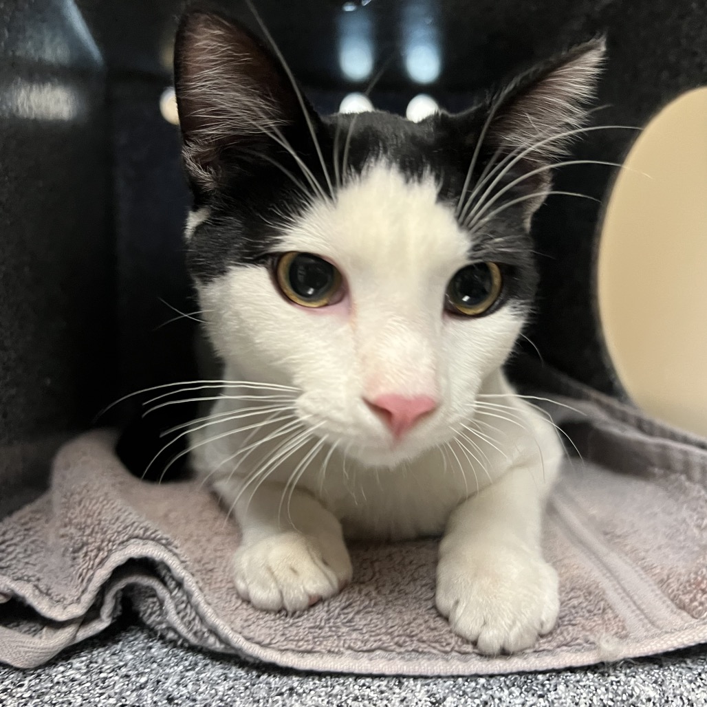 Shelter Stray Male Cat last seen , 361 S Raymond Ave, Pasadena, CA 91105, USA