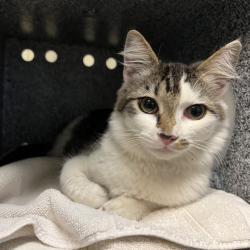 Shelter Stray Female Cat last seen , 361 S Raymond Ave, Pasadena, CA 91105, USA