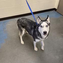 Shelter Stray Female Dog last seen , 2350 Appling City Cove, Memphis, TN 38133, USA