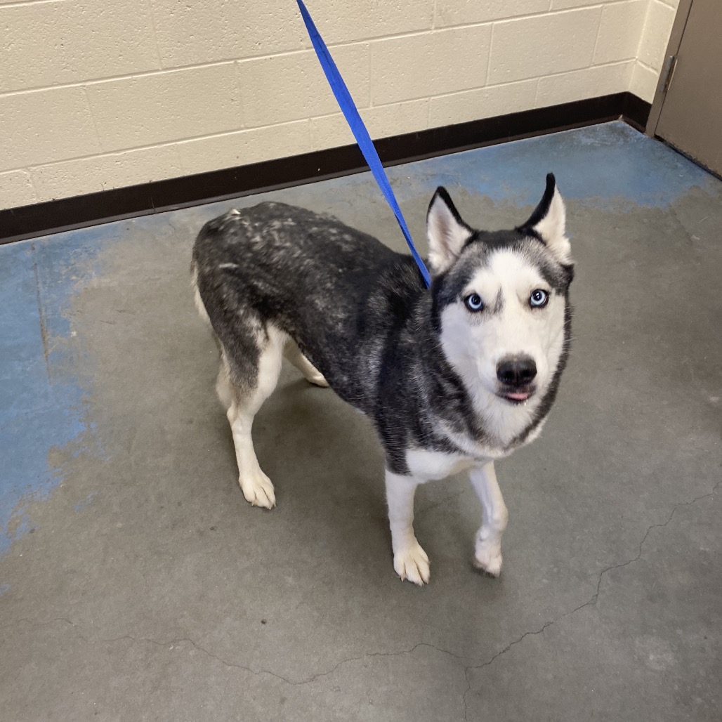Shelter Stray Female Dog last seen , 2350 Appling City Cove, Memphis, TN 38133, USA
