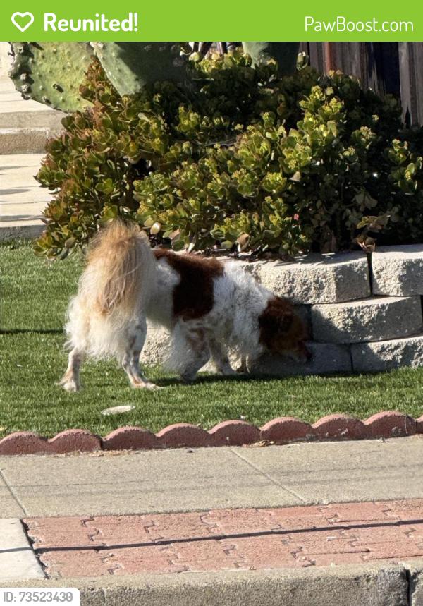 Reunited Unknown Dog last seen Cherry st and Haley st, Newark, CA 94560