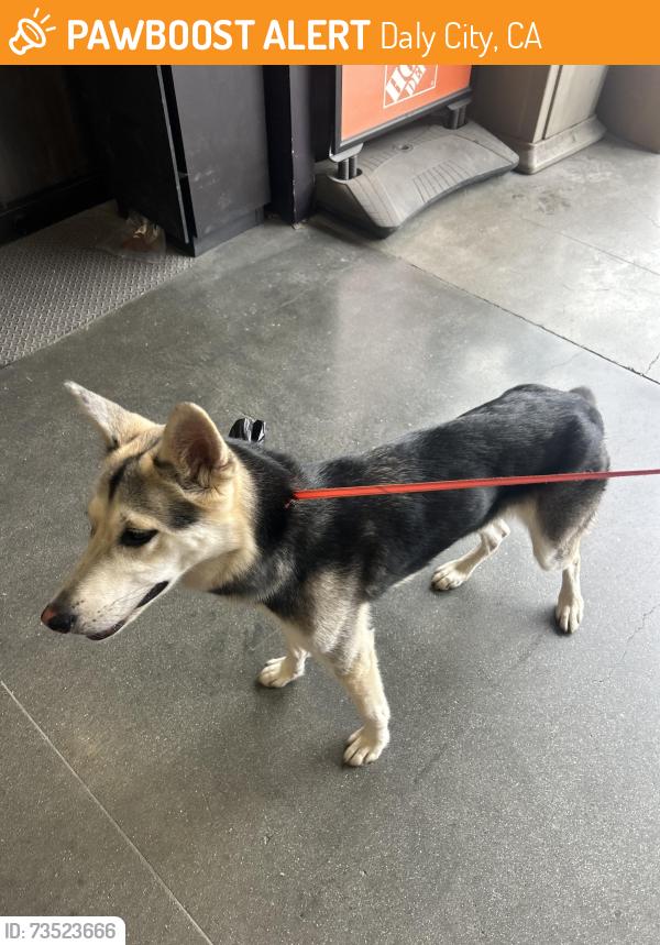 Found/Stray Female Dog last seen Home Depot parking l, Daly City, CA 94015